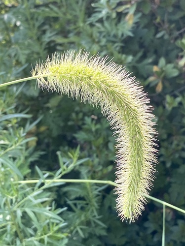 Setaria faberi (giant foxtail) (alternate view 3)