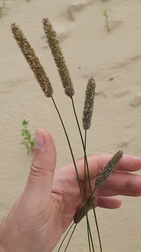 Phleum pratense (Timothy grass)