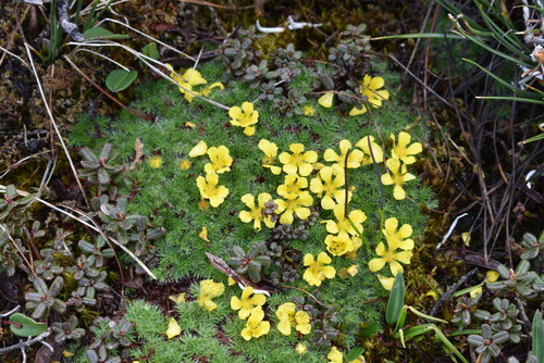 Argentina (Silverweeds) (alternate view 2)