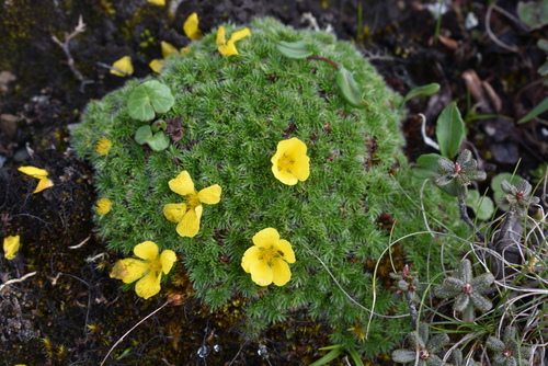 Argentina (Silverweeds)