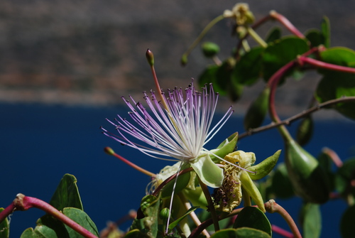 Capparis (Caperbushes) (alternate view 9)