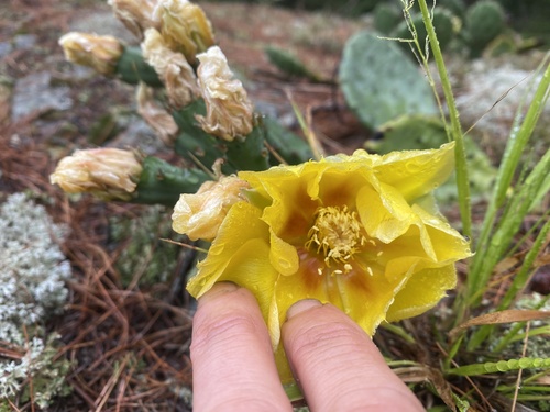 Opuntia cespitosa (Eastern Pricklypear)
