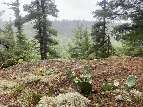 Opuntia cespitosa (Eastern Pricklypear) (alternate view 2)