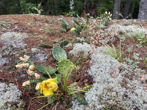 Opuntia cespitosa (Eastern Pricklypear) (alternate view 4)
