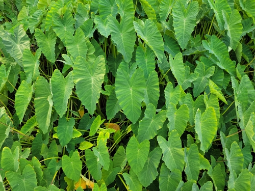Colocasia esculenta (Taro) (alternate view 3)