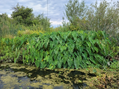 Colocasia esculenta (Taro) (alternate view 4)