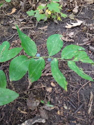 Polygonatum pubescens (hairy Solomon's-seal) (alternate view 4)