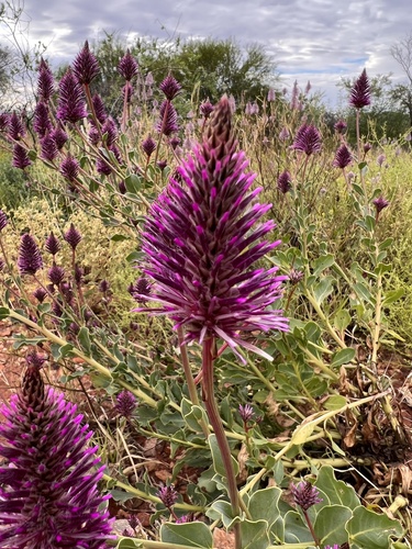 Ptilotus exaltatus (Pink Mulla Mulla) (alternate view 5)