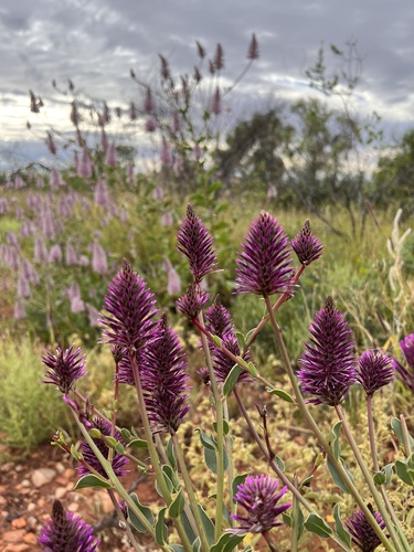 Ptilotus exaltatus (Pink Mulla Mulla) (alternate view 4)