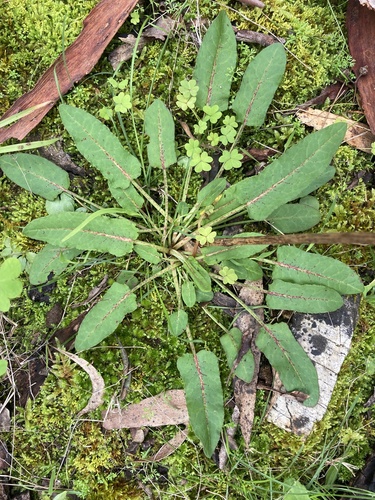 Rumex brownii (Slender Dock) (alternate view 10)