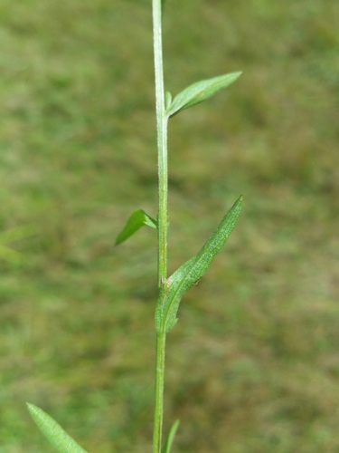 Centaurea × moncktonii (Monckton's Knapweed) (alternate view 11)