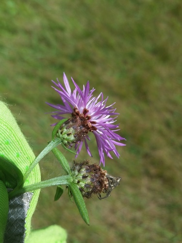 Centaurea × moncktonii (Monckton's Knapweed) (alternate view 10)