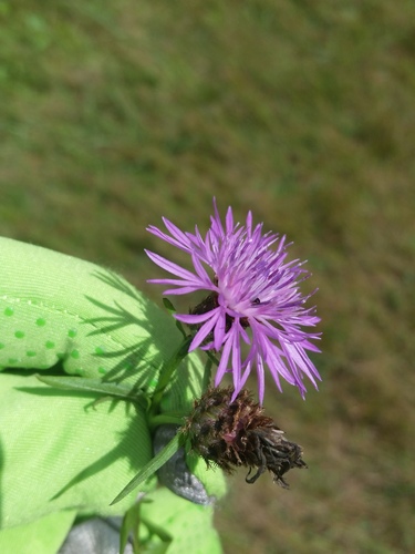 Centaurea × moncktonii (Monckton's Knapweed) (alternate view 9)