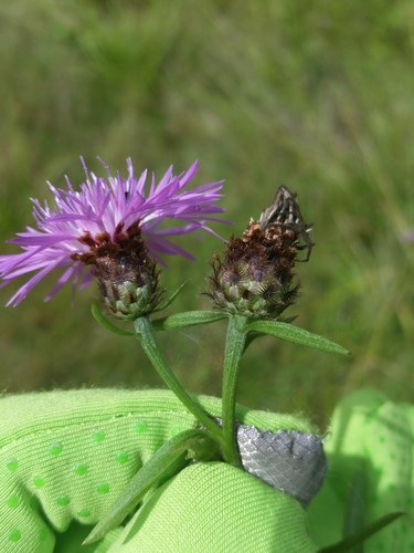 Centaurea × moncktonii (Monckton's Knapweed) (alternate view 7)