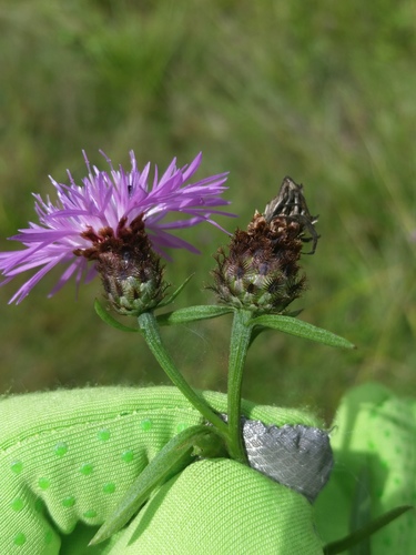 Centaurea × moncktonii (Monckton's Knapweed) (alternate view 8)