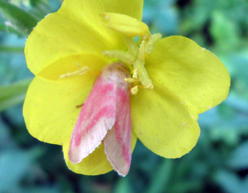 Oenothera biennis (evening primrose)