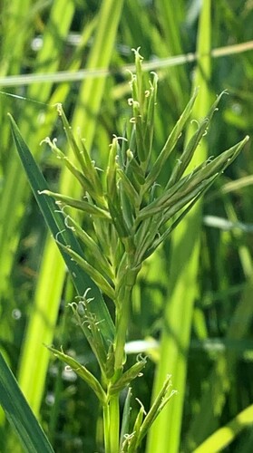 Dulichium arundinaceum (Three-way Sedge) (alternate view 9)