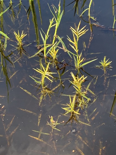 Dulichium arundinaceum (Three-way Sedge) (alternate view 8)