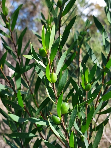Persoonia lanceolata (Lance-leaf Geebung)