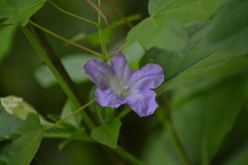 Ruellia strepens (smooth ruellia) (alternate view 5)