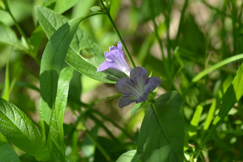 Ruellia strepens (smooth ruellia) (alternate view 6)