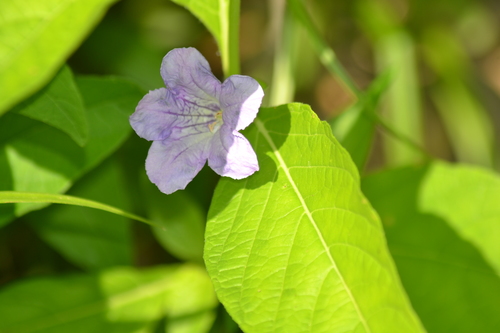 Ruellia strepens (smooth ruellia) (alternate view 8)
