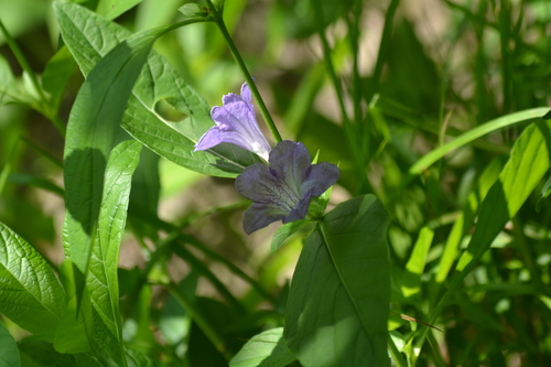 Ruellia strepens (smooth ruellia) (alternate view 7)