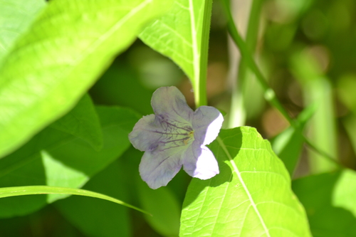 Ruellia strepens (smooth ruellia) (alternate view 9)