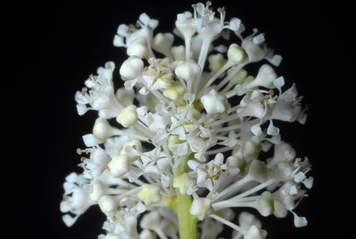 Ceanothus americanus (New Jersey tea) (alternate view 2)