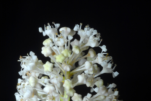 Ceanothus americanus (New Jersey tea) (alternate view 3)