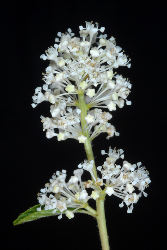 Ceanothus americanus (New Jersey tea) (alternate view 4)