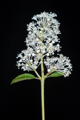 Ceanothus americanus (New Jersey tea) (alternate view 5)