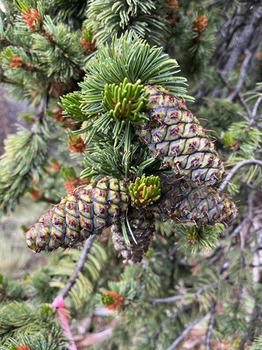 Pinus aristata (Bristlecone Pine) (alternate view 7)