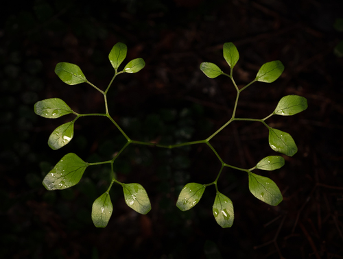 Lygodium (climbing ferns)