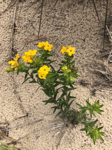 Lithospermum caroliniense (hairy puccoon) (alternate view 2)