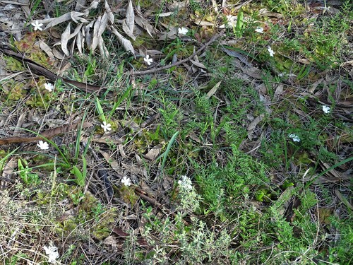 Drosera whittakeri (Whittaker's sundew) (alternate view 5)