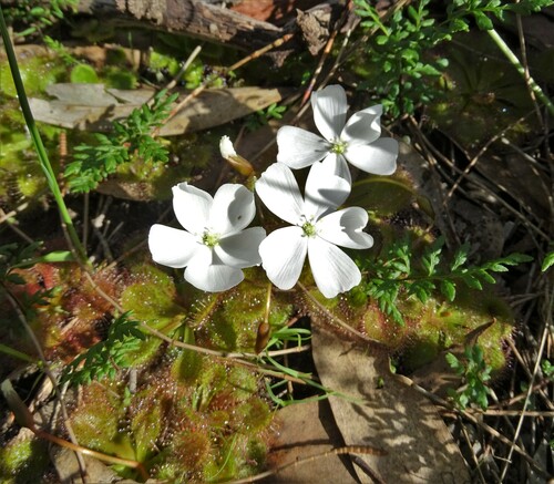 Drosera whittakeri (Whittaker's sundew) (alternate view 4)