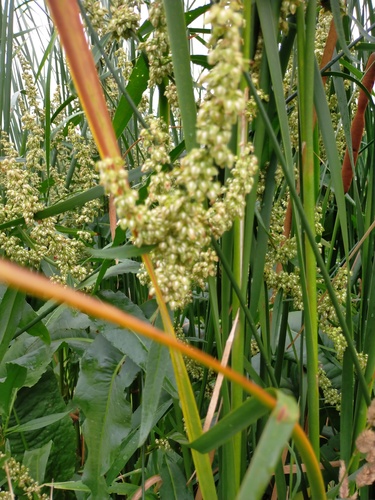 Rumex hydrolapathum (Water Dock)
