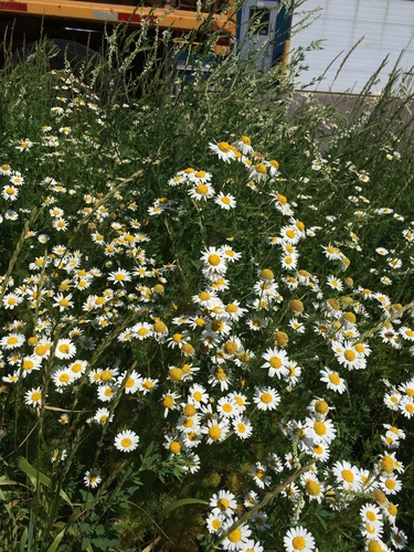 Tripleurospermum inodorum (scentless mayweed)