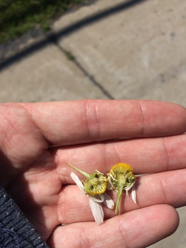 Tripleurospermum inodorum (scentless mayweed)