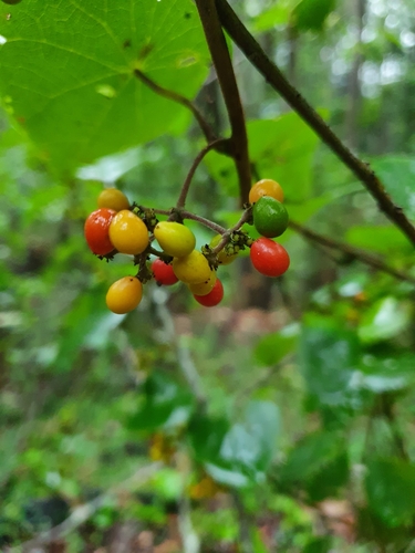 Stephania japonica (Tapevine) (alternate view 7)