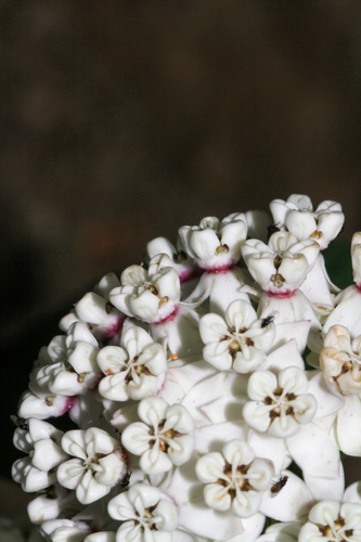 Asclepias variegata (redring milkweed) (alternate view 5)