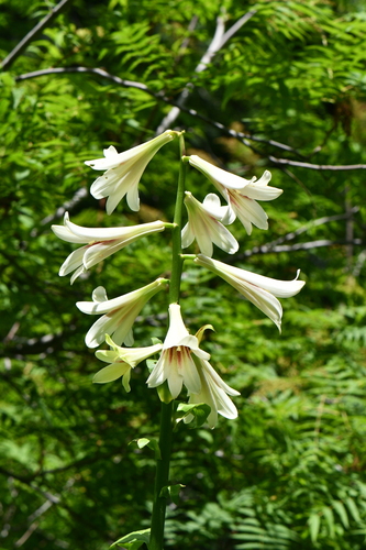 Cardiocrinum giganteum (giant Himalayan lily) (alternate view 4)