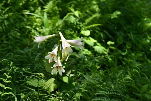 Cardiocrinum giganteum (giant Himalayan lily) (alternate view 5)