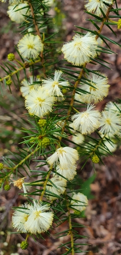 Acacia ulicifolia (juniper wattle) (alternate view 6)
