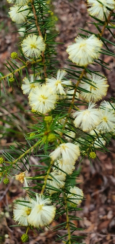 Acacia ulicifolia (juniper wattle) (alternate view 7)