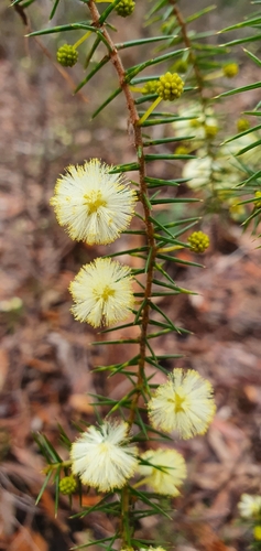 Acacia ulicifolia (juniper wattle) (alternate view 8)