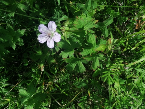 Geranium wlassovianum (Wlassov's Geranium)