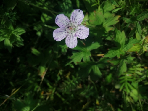 Geranium wlassovianum (Wlassov's Geranium) (alternate view 2)