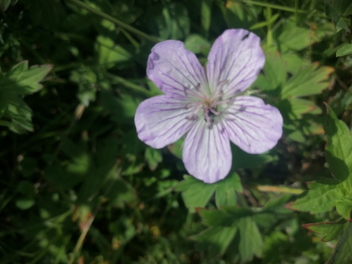 Geranium wlassovianum (Wlassov's Geranium) (alternate view 3)